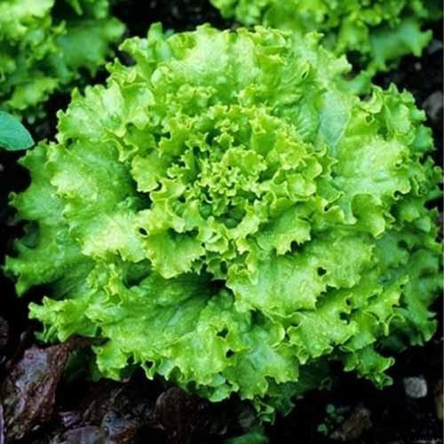 29 of the Best Lettuce Varieties For Your Garden
