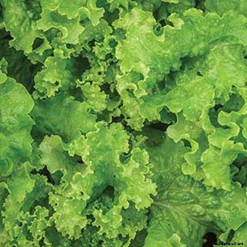 29 of the Best Lettuce Varieties For Your Garden