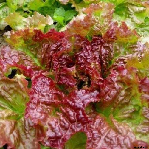 29 of the Best Lettuce Varieties For Your Garden