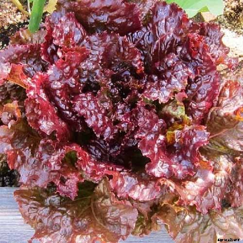29 of the Best Lettuce Varieties For Your Garden