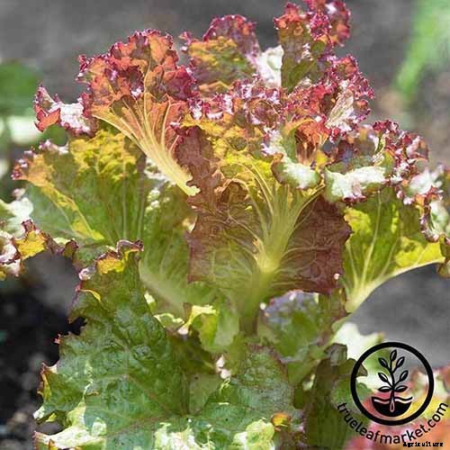 29 of the Best Lettuce Varieties For Your Garden