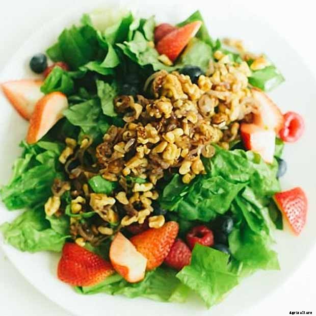 29 of the Best Lettuce Varieties For Your Garden