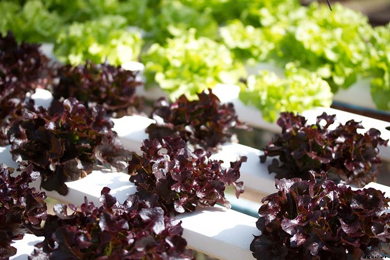 29 of the Best Lettuce Varieties For Your Garden