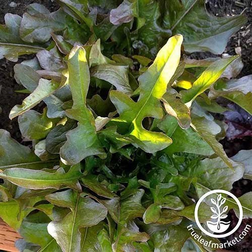 29 of the Best Lettuce Varieties For Your Garden