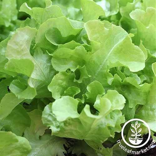 29 of the Best Lettuce Varieties For Your Garden
