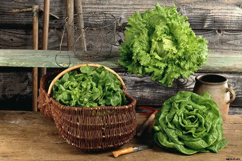 29 of the Best Lettuce Varieties For Your Garden