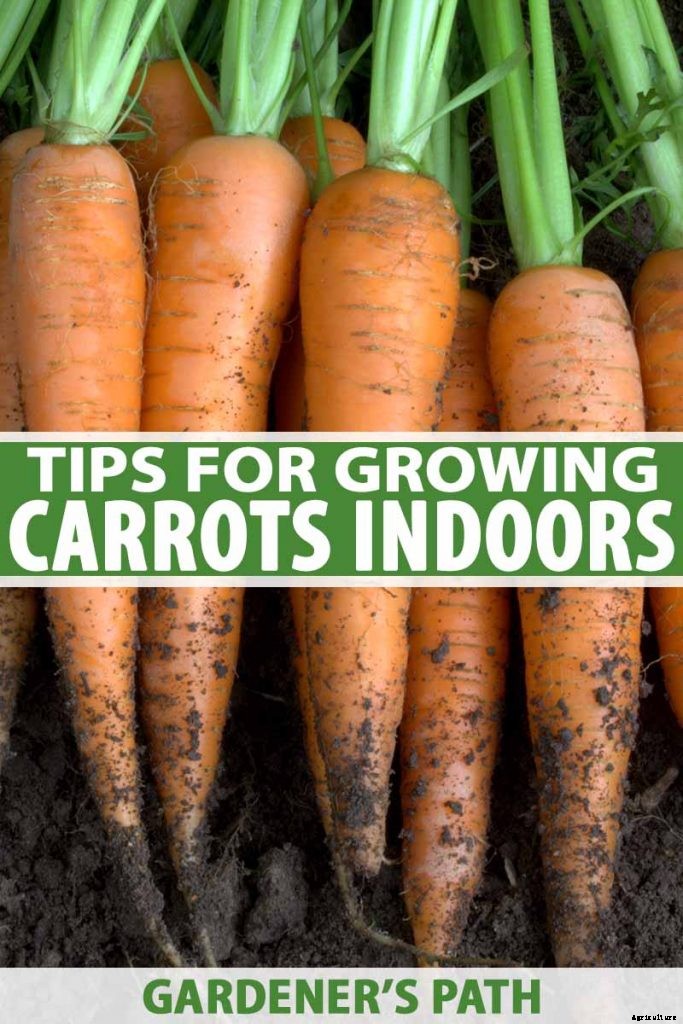 Tips for Growing Carrots Indoors