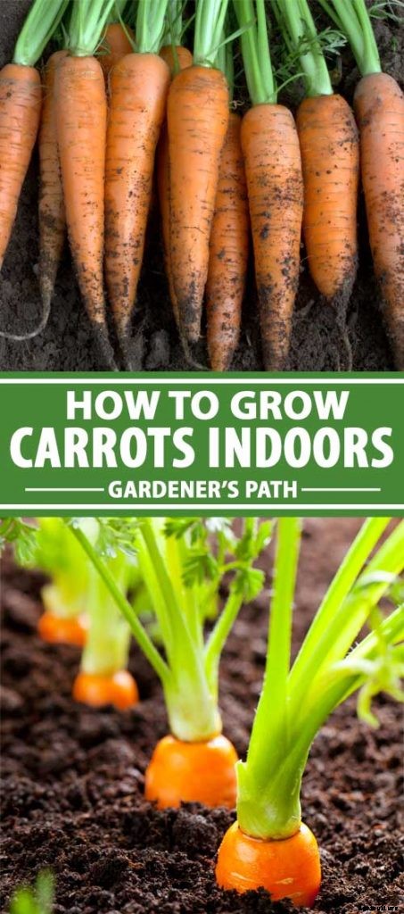 Tips for Growing Carrots Indoors