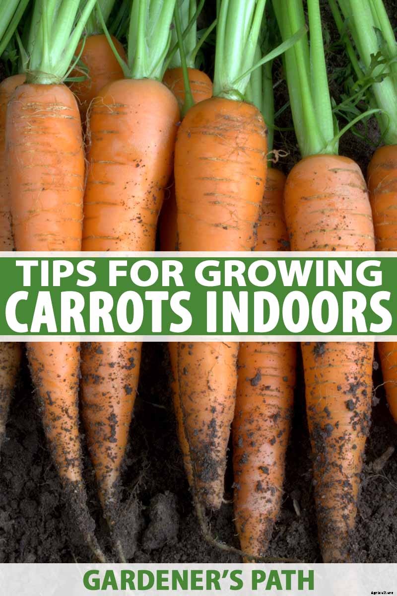 Tips for Growing Carrots Indoors