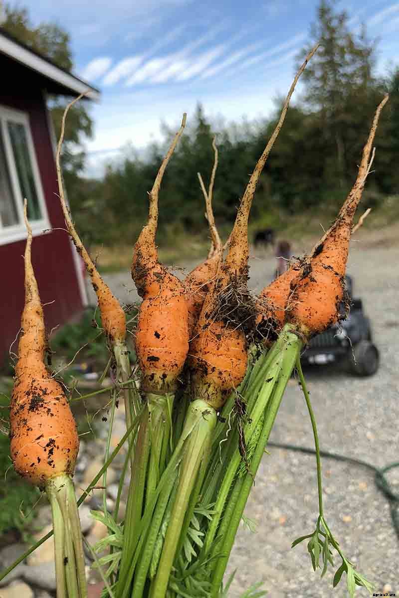 Tips for Growing Carrots Indoors