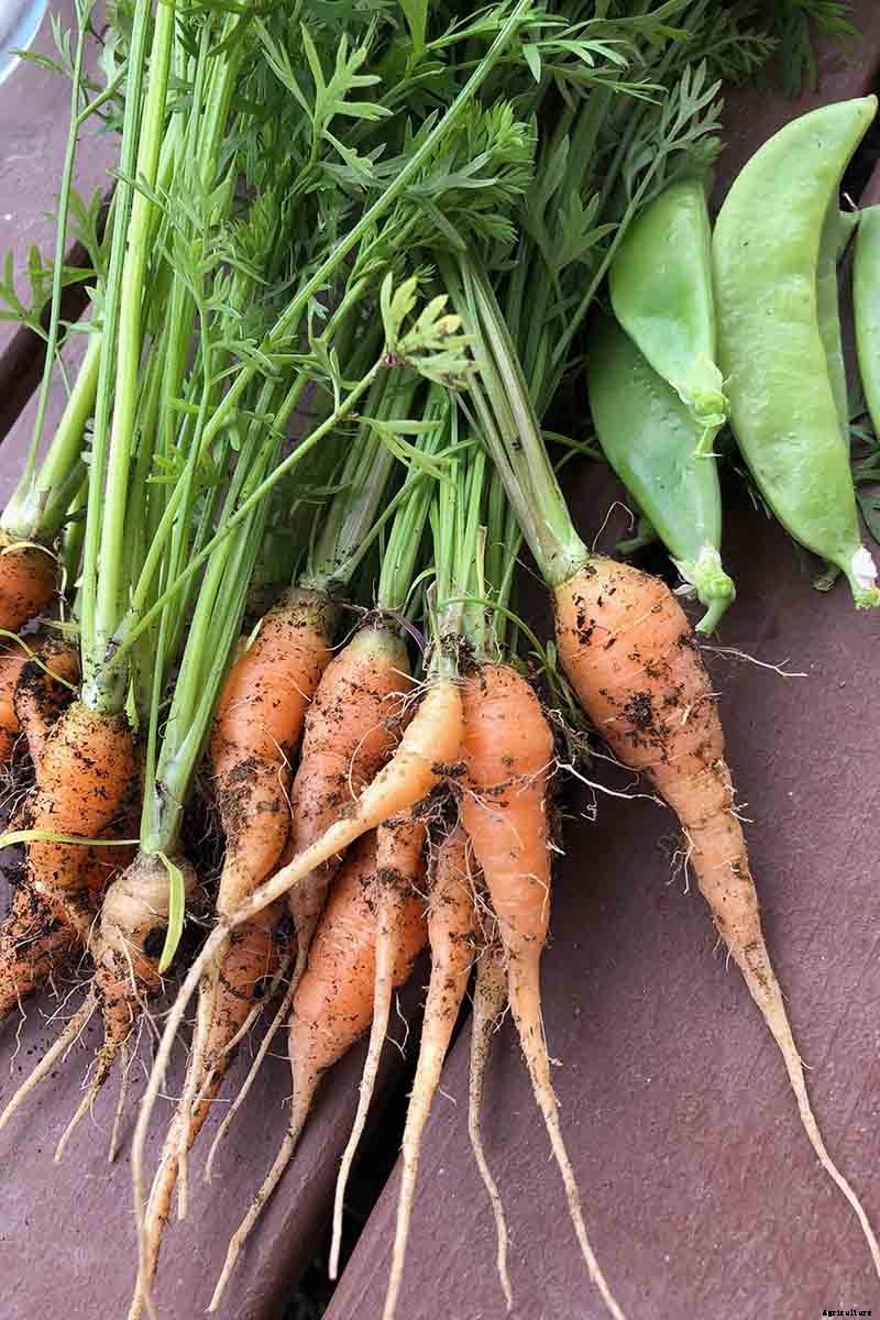 Tips for Growing Carrots Indoors