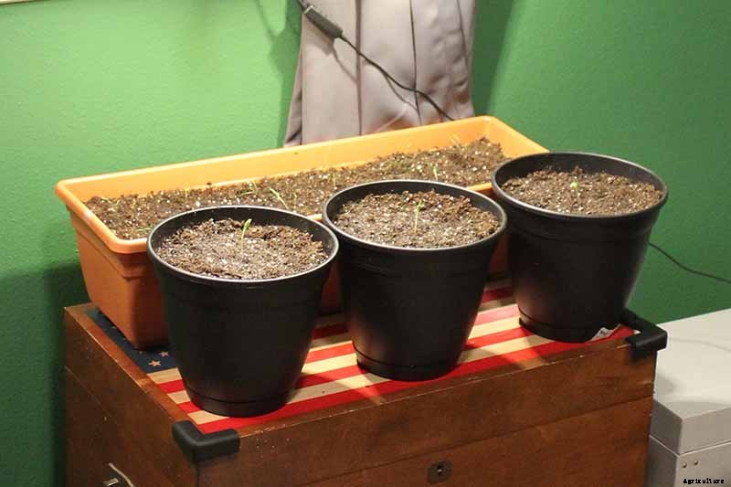 Tips for Growing Carrots Indoors