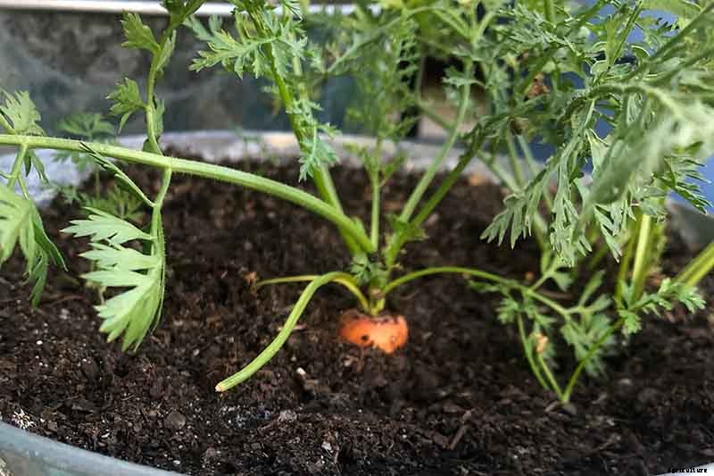 Tips for Growing Carrots Indoors