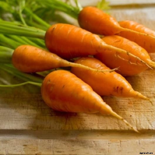 Tips for Growing Carrots Indoors