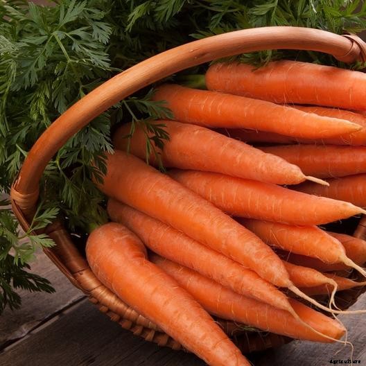 Tips for Growing Carrots Indoors