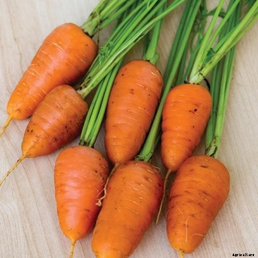 Tips for Growing Carrots Indoors