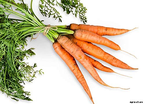 Tips for Growing Carrots Indoors