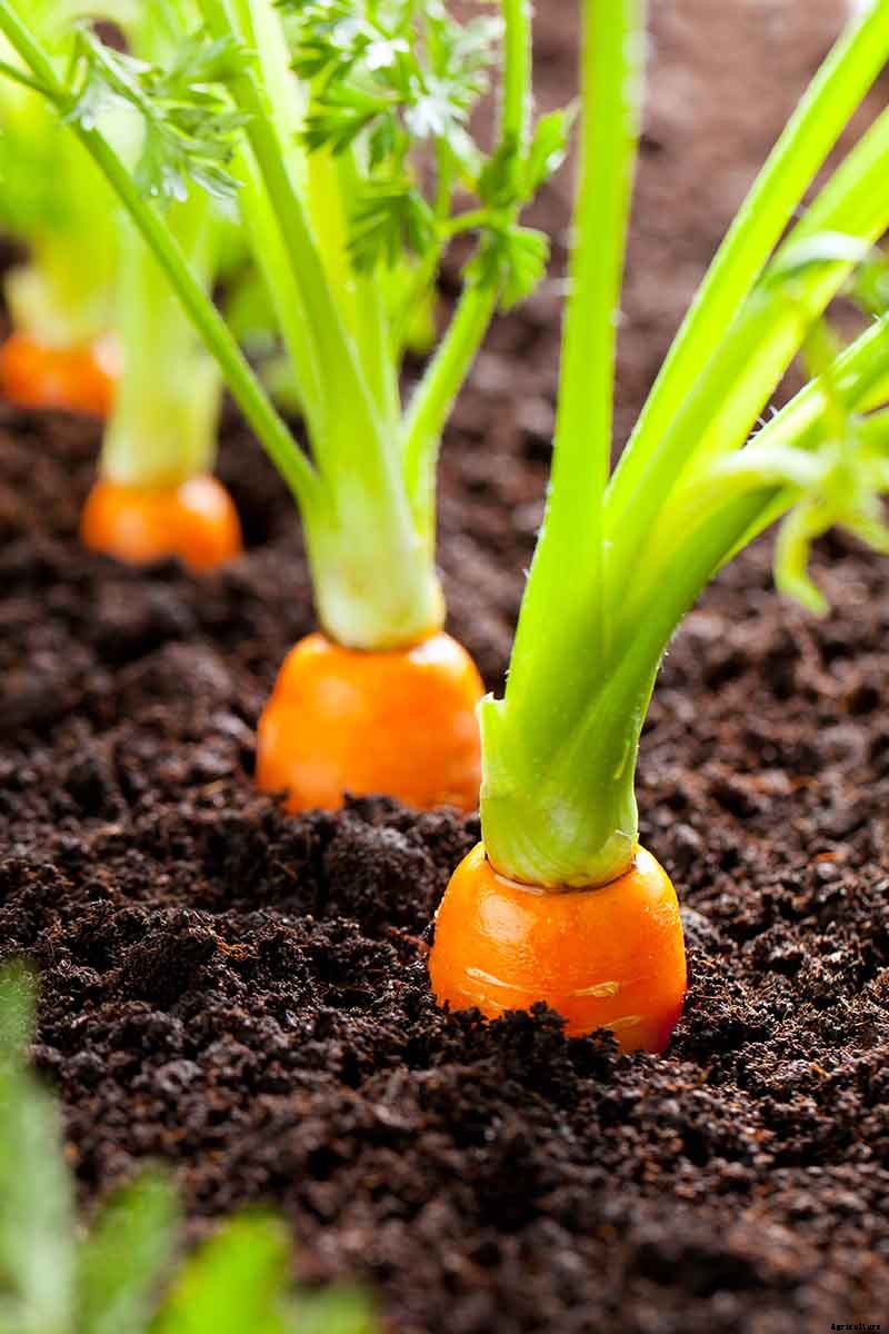 Tips for Growing Carrots Indoors