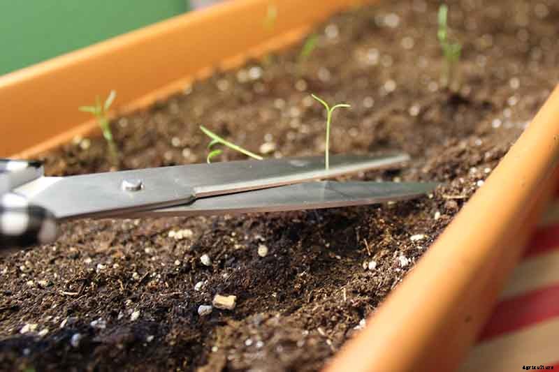 Tips for Growing Carrots Indoors