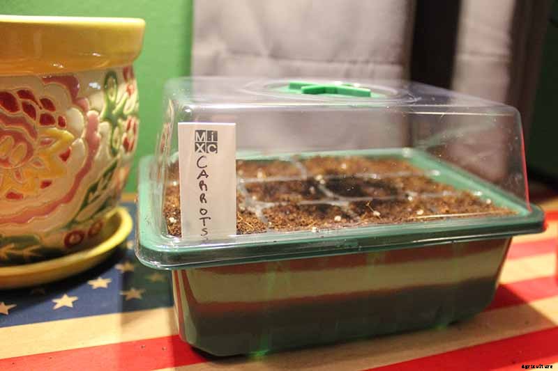 Tips for Growing Carrots Indoors