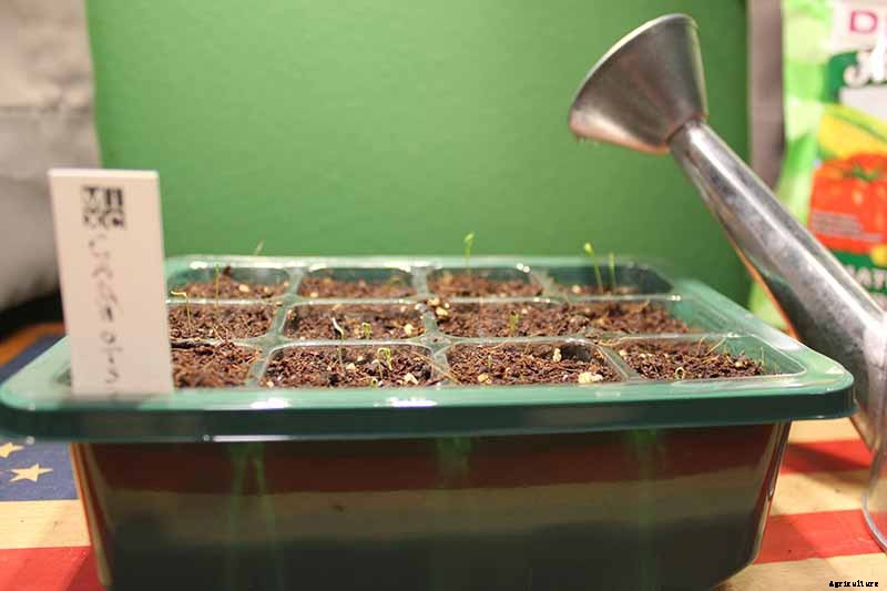 Tips for Growing Carrots Indoors