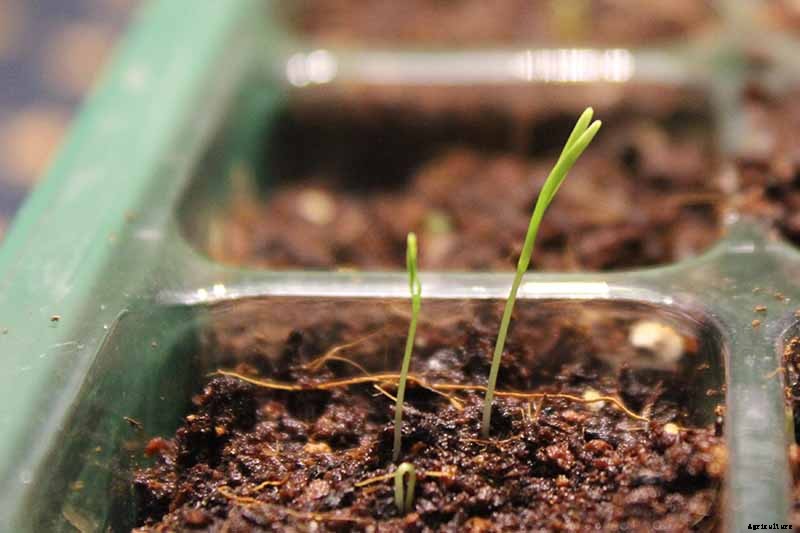 Tips for Growing Carrots Indoors