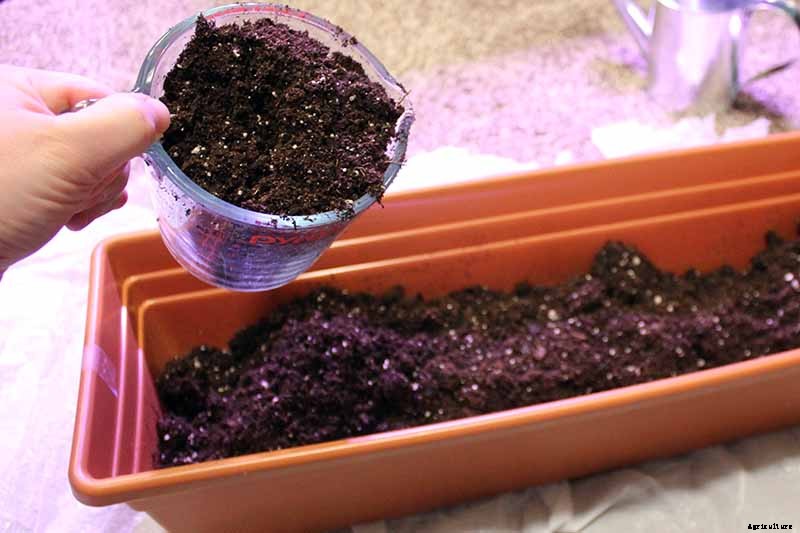 Tips for Growing Carrots Indoors