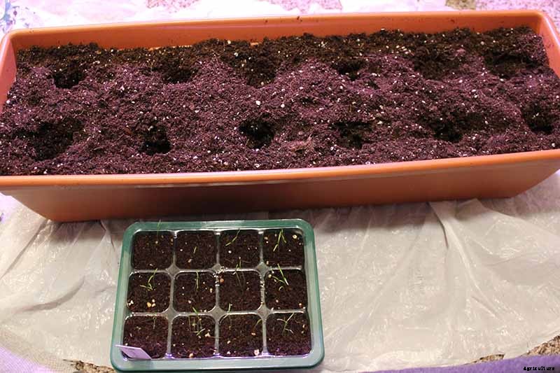 Tips for Growing Carrots Indoors