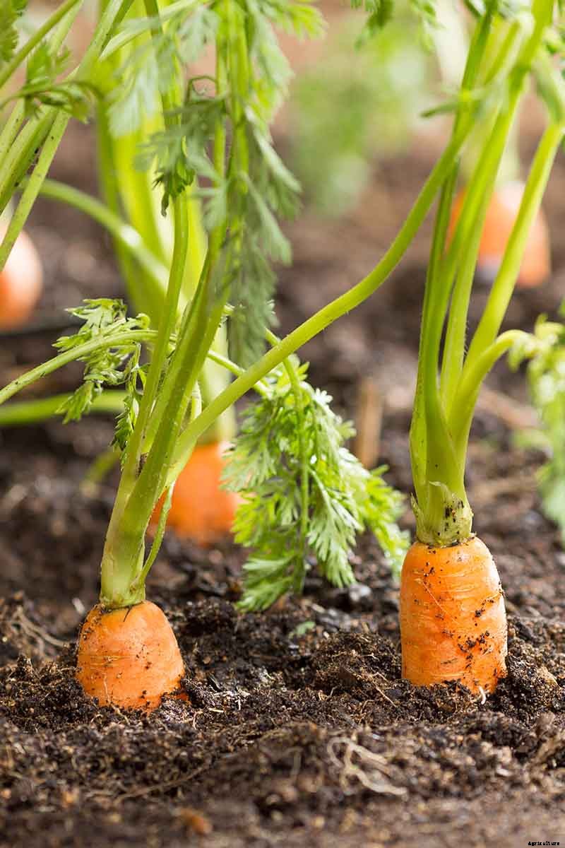 Tips for Growing Carrots Indoors