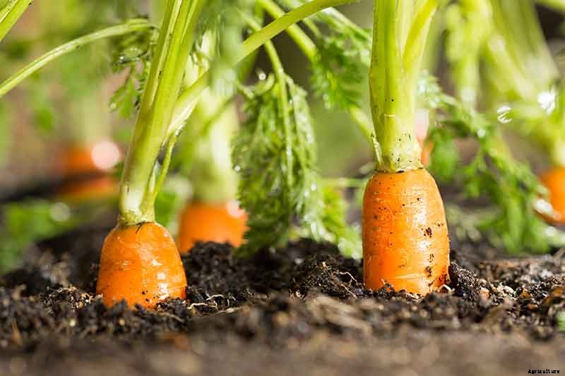 Tips for Growing Carrots Indoors