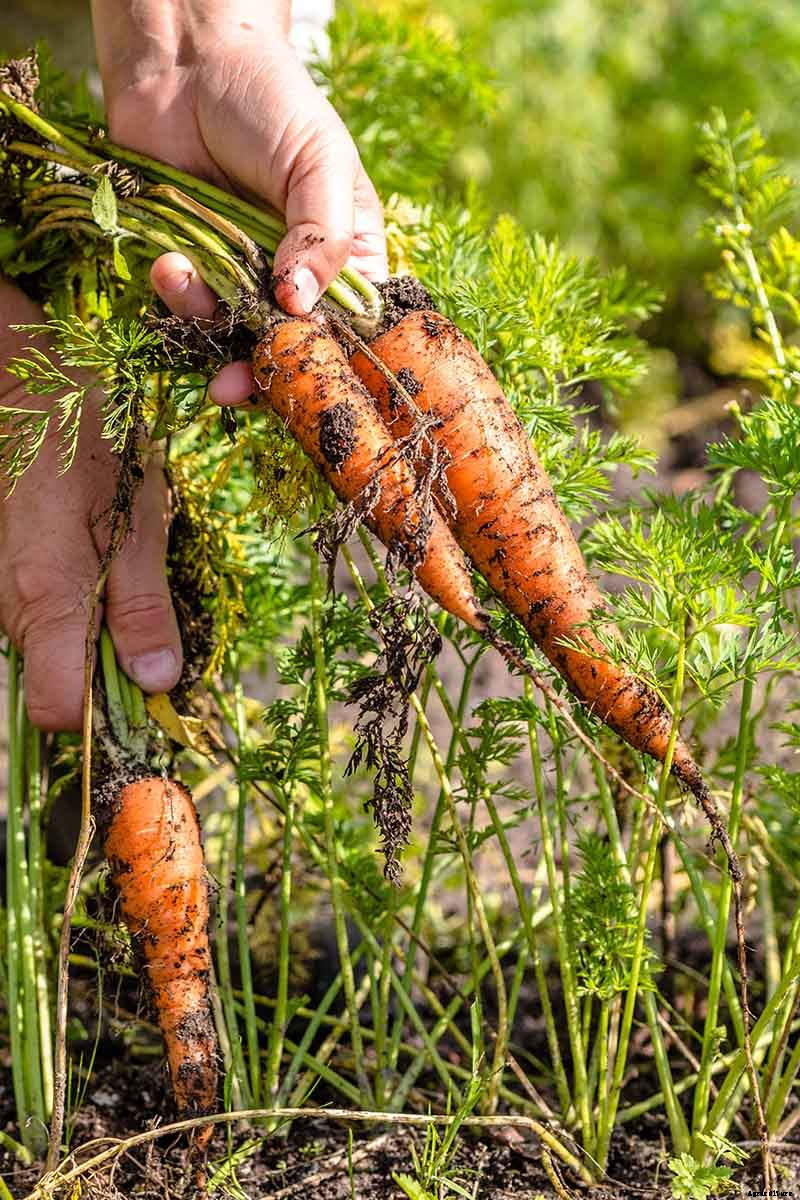 Tips for Growing Carrots Indoors