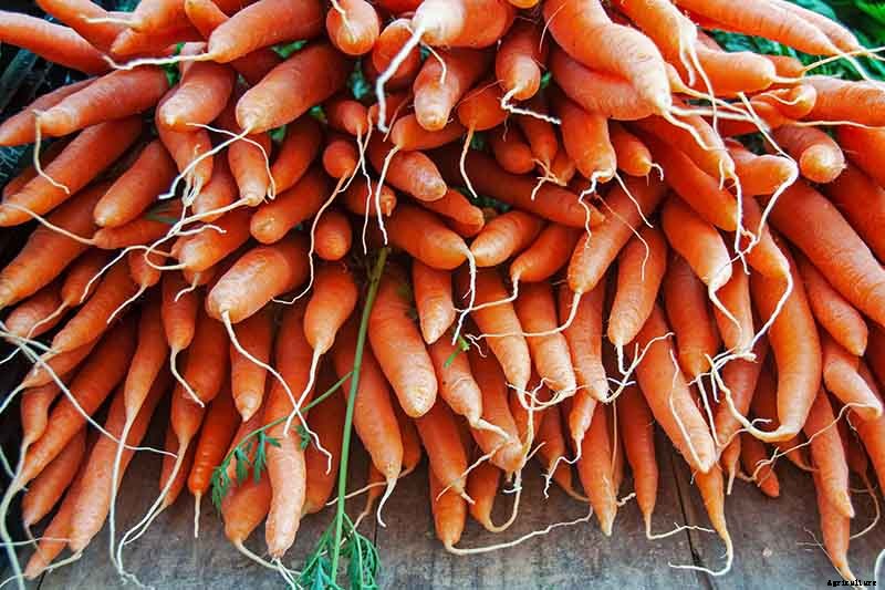 Tips for Growing Carrots Indoors