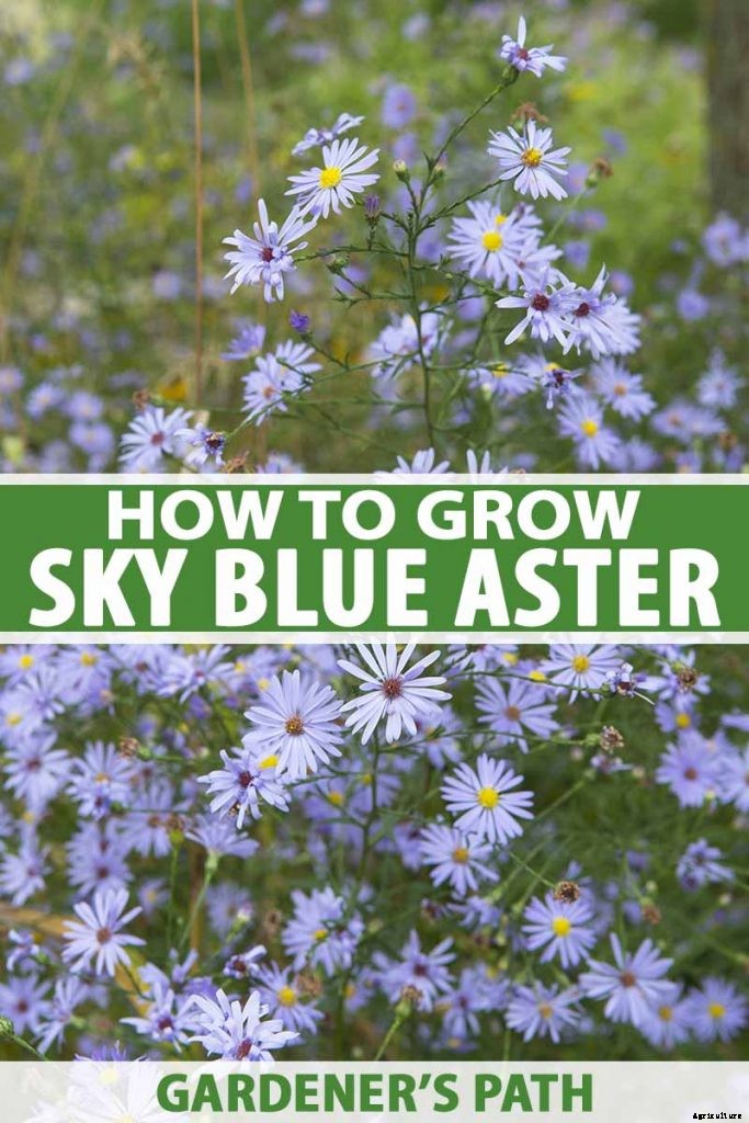 How to Grow and Care for Sky Blue Aster