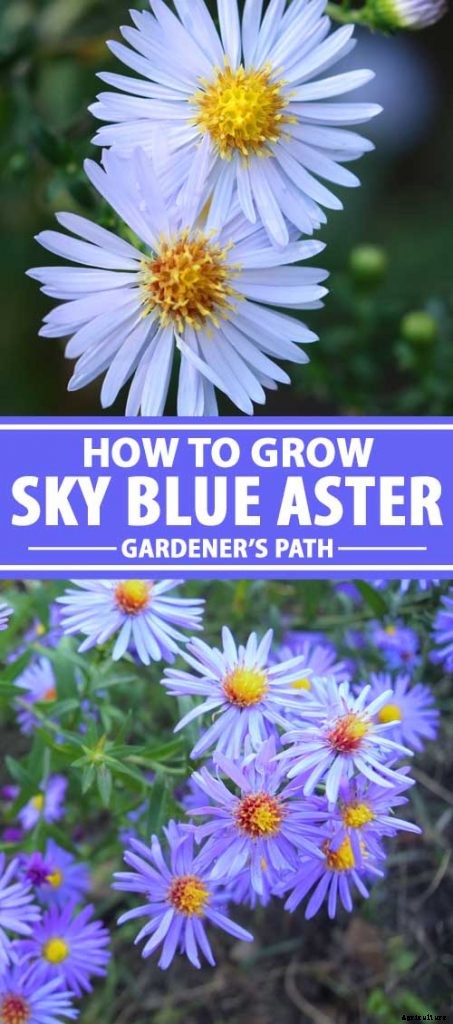 How to Grow and Care for Sky Blue Aster