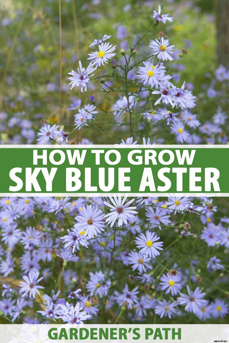 How to Grow and Care for Sky Blue Aster