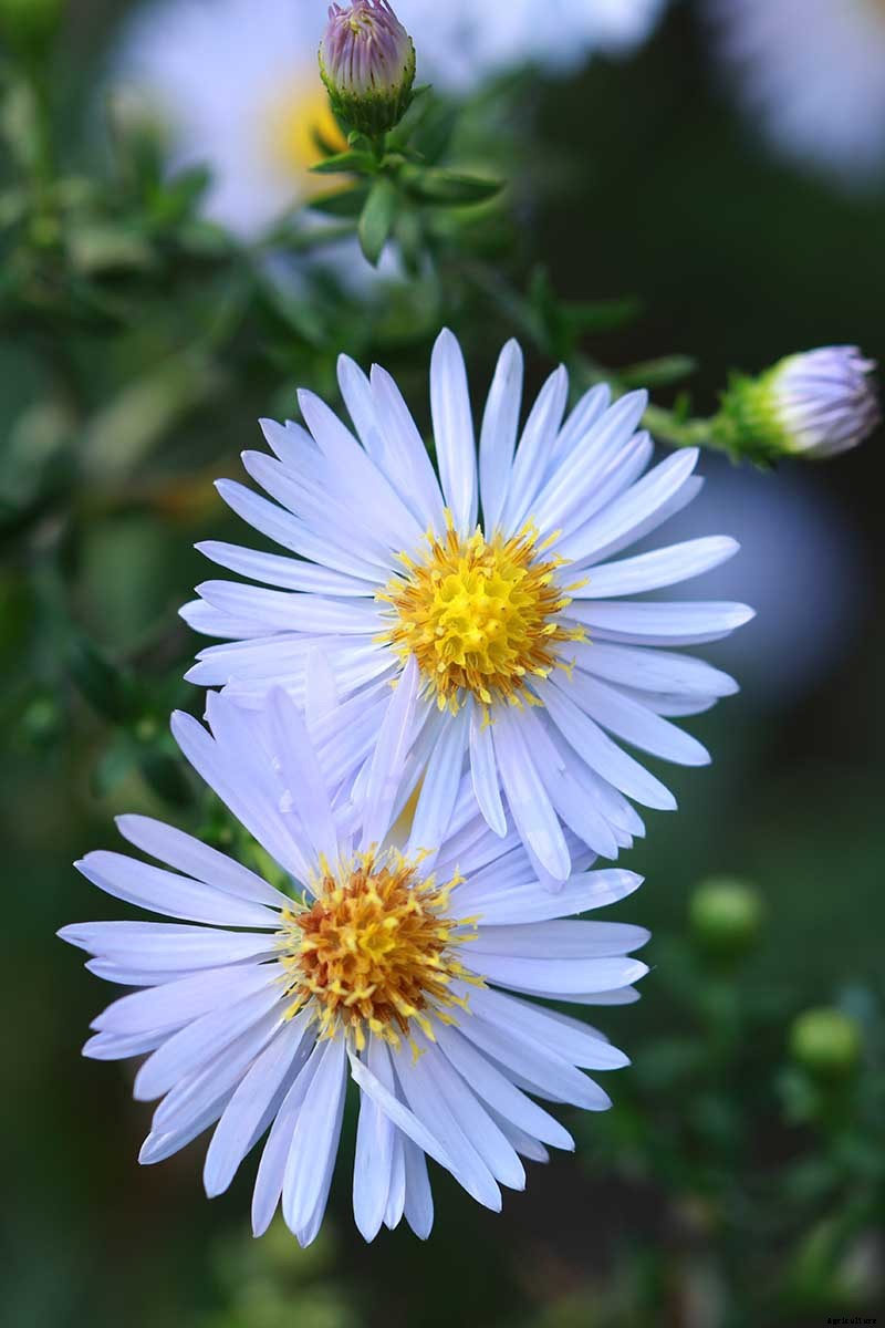 How to Grow and Care for Sky Blue Aster