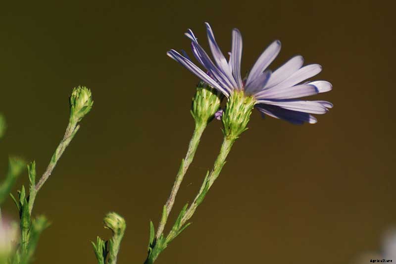 How to Grow and Care for Sky Blue Aster