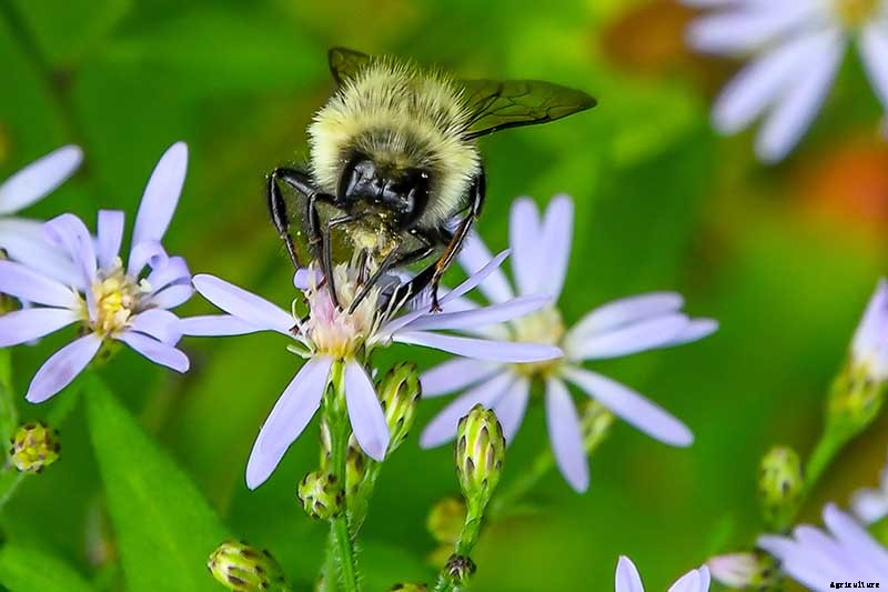 How to Grow and Care for Sky Blue Aster