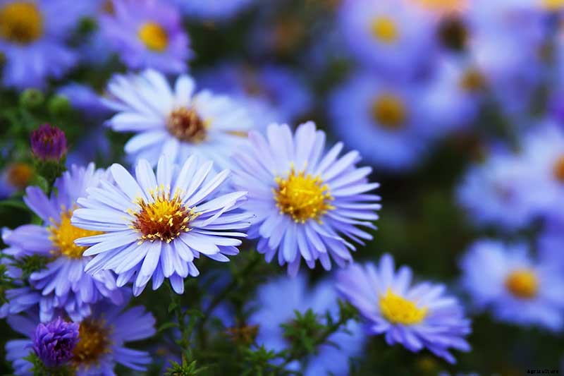 How to Grow and Care for Sky Blue Aster