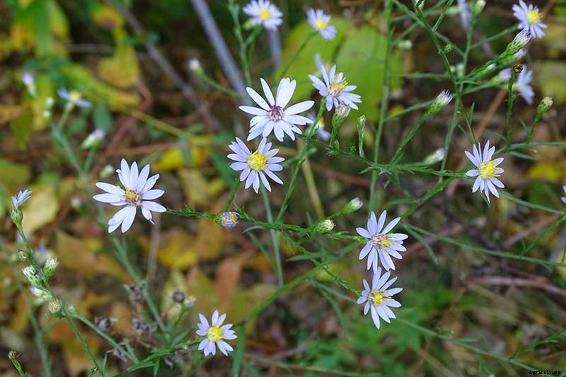 How to Grow and Care for Sky Blue Aster