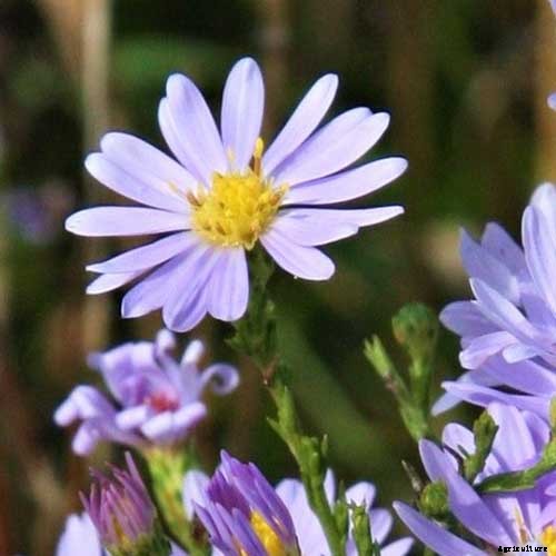 How to Grow and Care for Sky Blue Aster