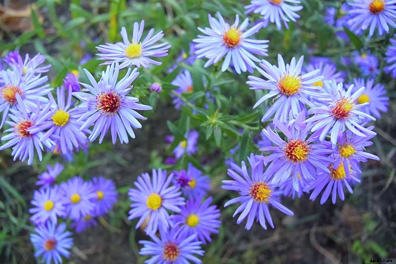 How to Grow and Care for Sky Blue Aster