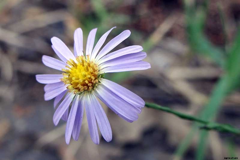 How to Grow and Care for Sky Blue Aster