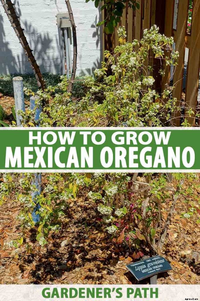 How to Grow Mexican Oregano