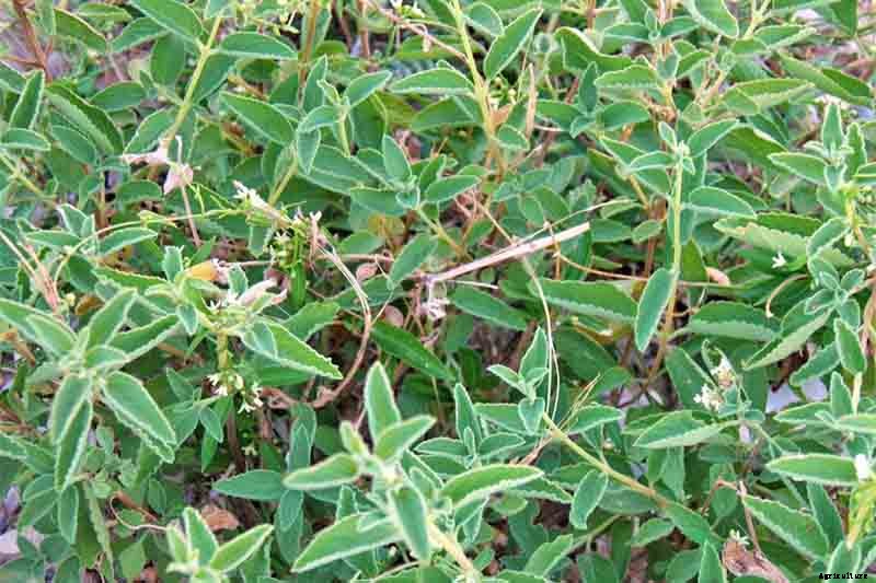 How to Grow Mexican Oregano