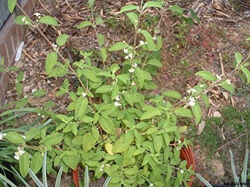 How to Grow Mexican Oregano