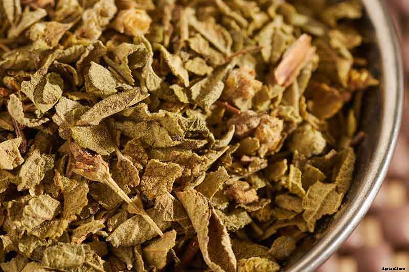 How to Grow Mexican Oregano