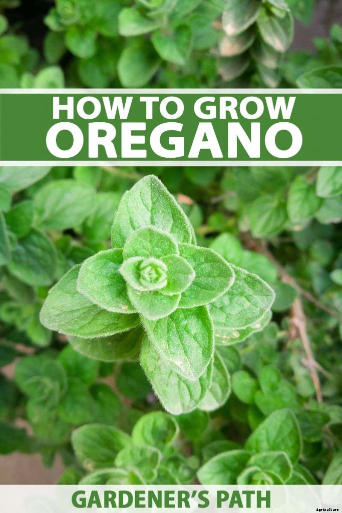 How to Grow Oregano