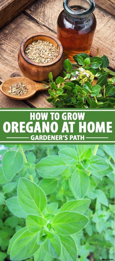How to Grow Oregano