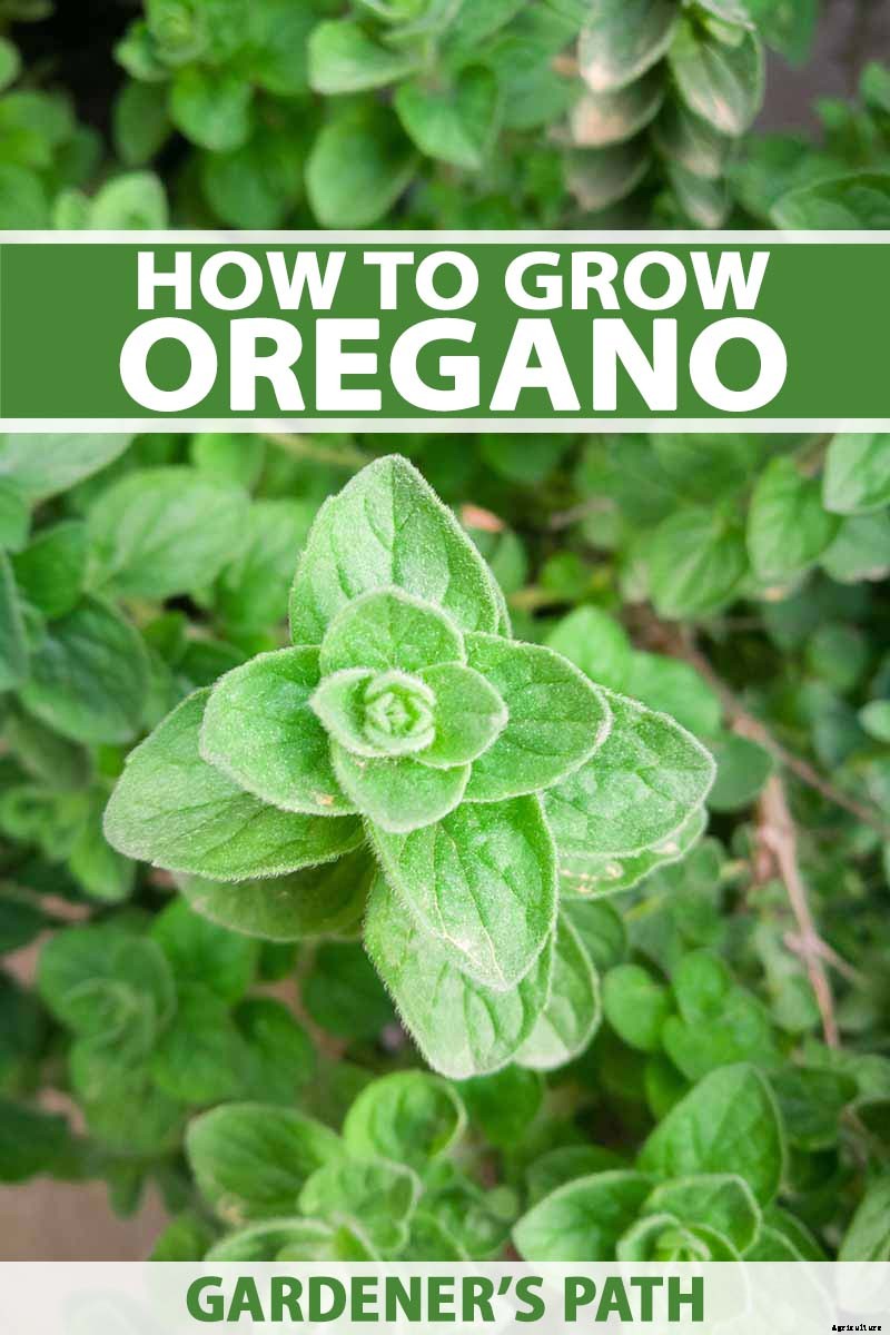 How to Grow Oregano